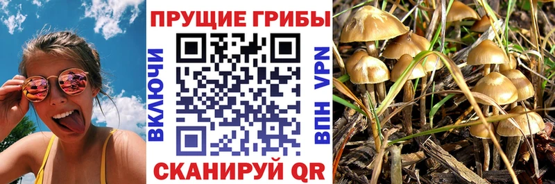 Галлюциногенные грибы Psilocybe  закладки  Балабаново 